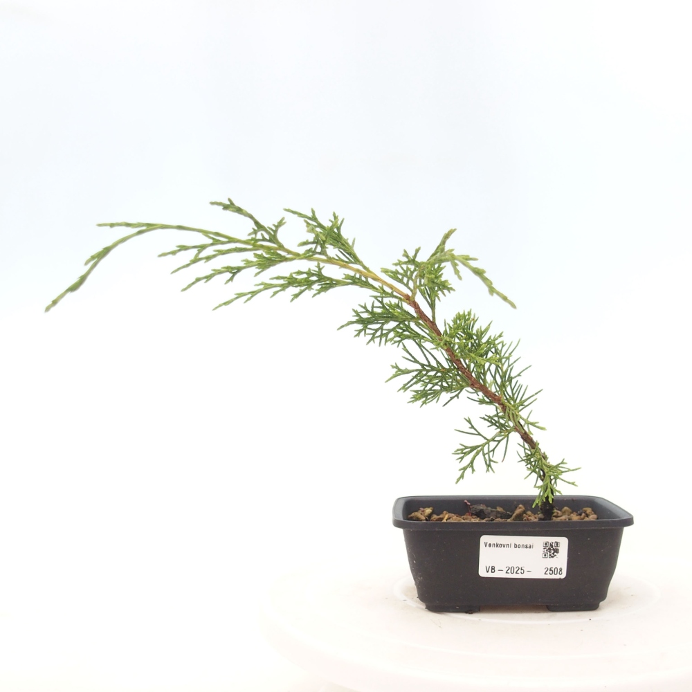 Bonsaï d'extérieur - Juniperus chinensis Itoigawa