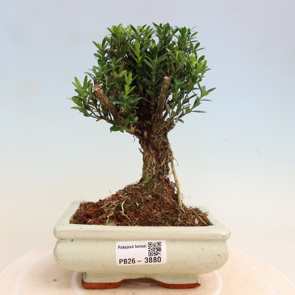 Bonsaï de chambre - Buxus harlandii - buxus liège