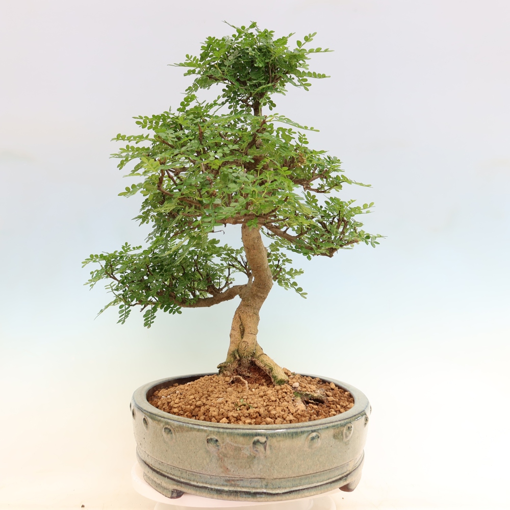 Salle bonsaï - Zantoxylum piperitum - arbre à poivre