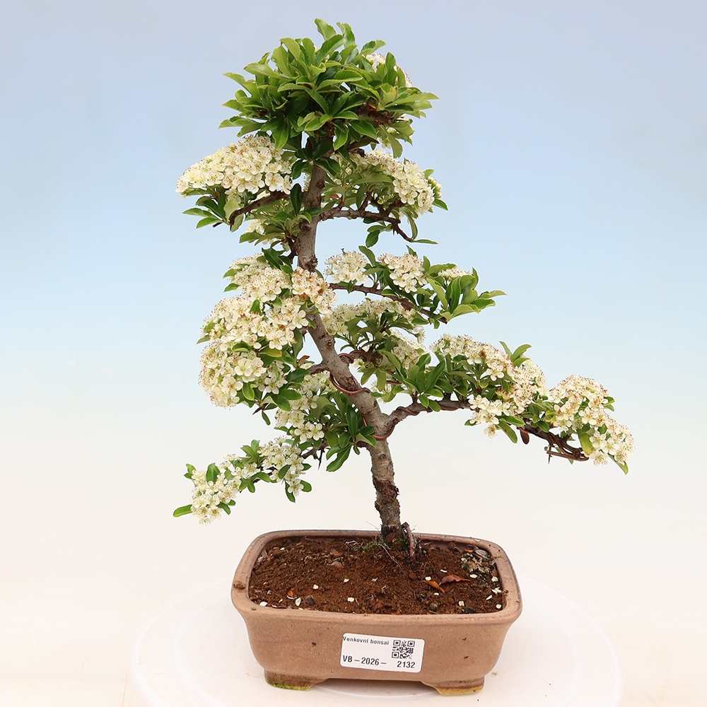 Bonsaï d'extérieur - Pyracantha teton - Pyracantha écarlate