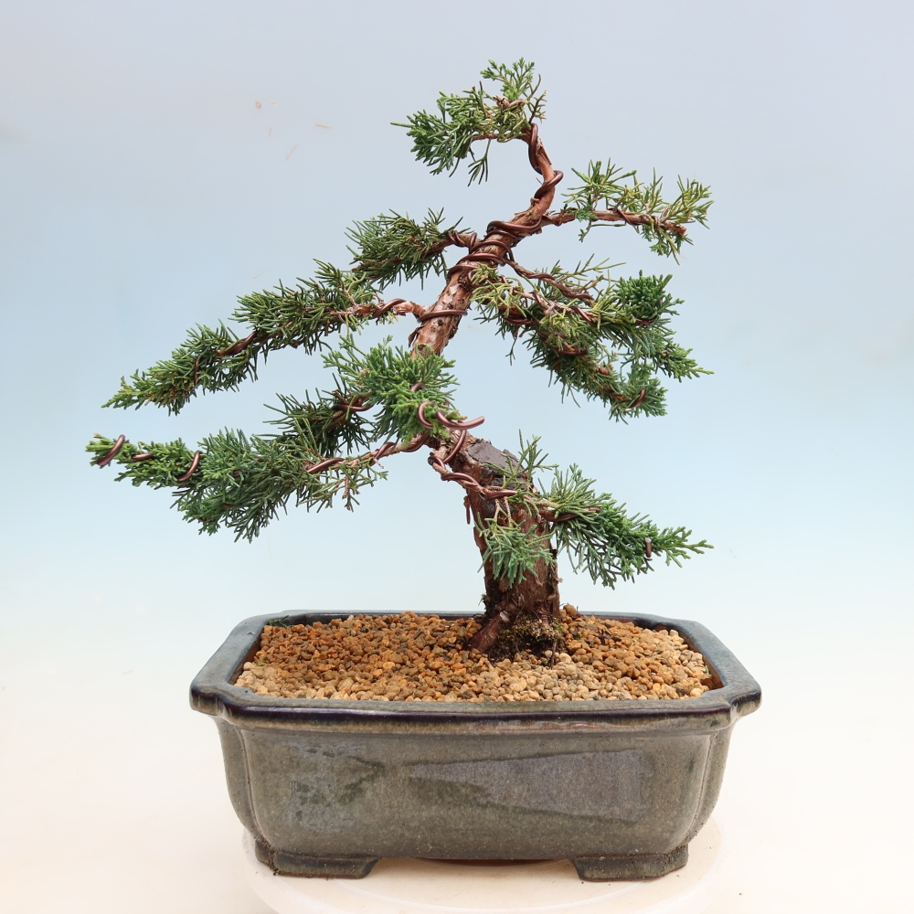 Bonsaï d'extérieur - Juniperus chinensis Kishu