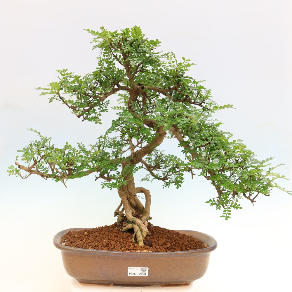 Salle bonsaï - Zantoxylum piperitum - arbre à poivre