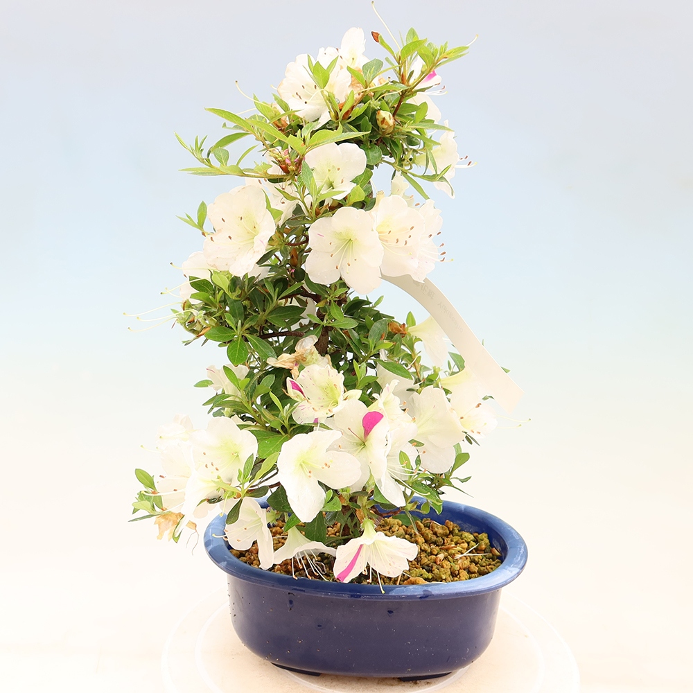 Bonsaï d'extérieur - Azalée japonaise - Azalea Yukigesho