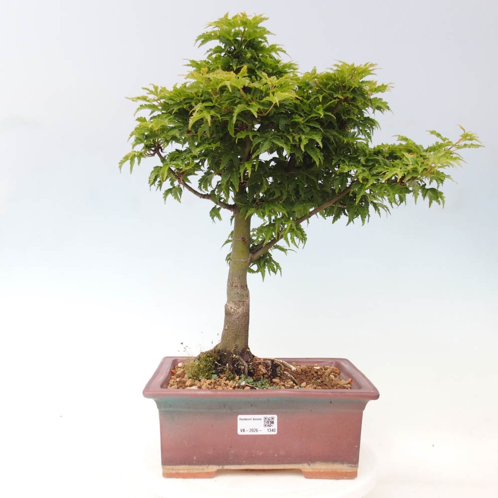 Bonsaï d'extérieur -Javor palm Acer palmatum Shishigashira