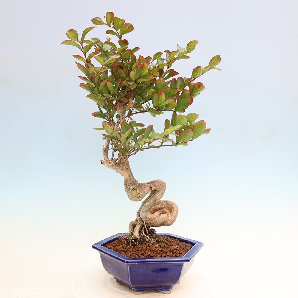Bonsaï d'intérieur - Lagerstroemia indica - lilas indien
