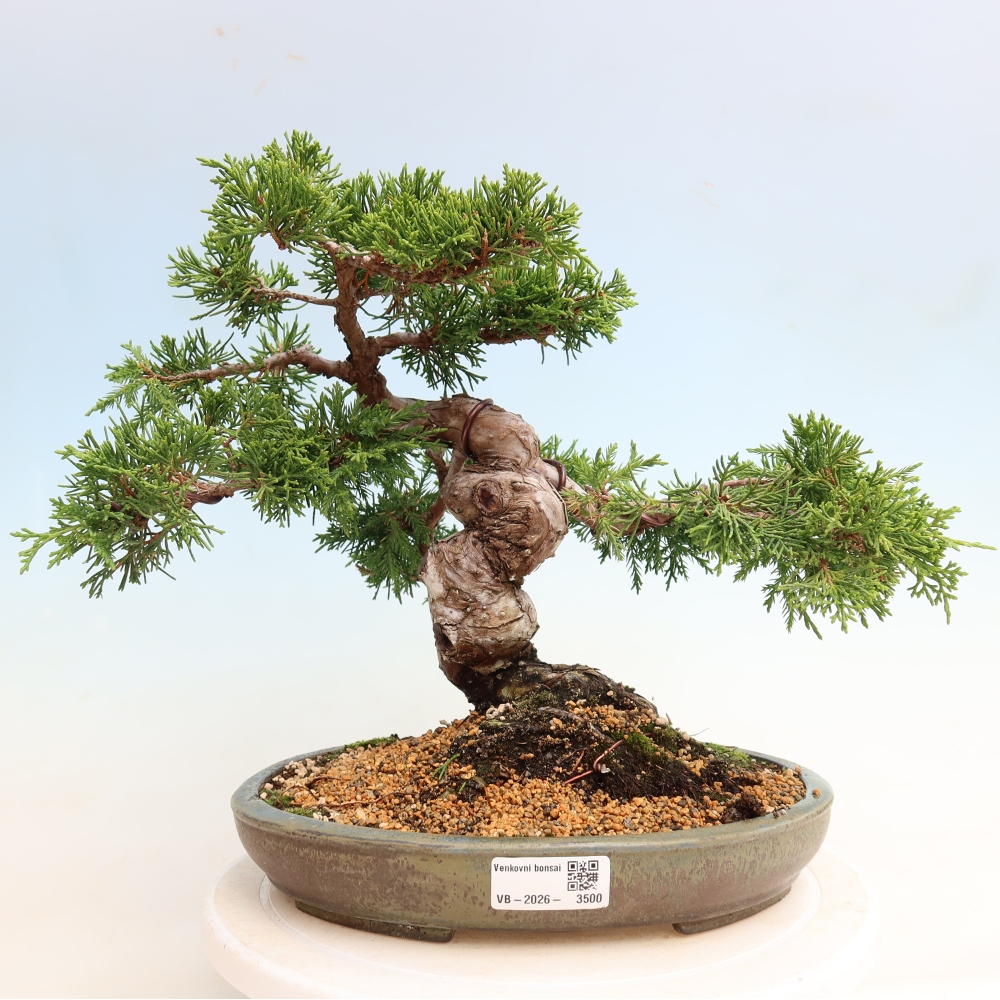 Bonsaï d'extérieur - Juniperus chinensis Itoigawa-Juniperus chinensis