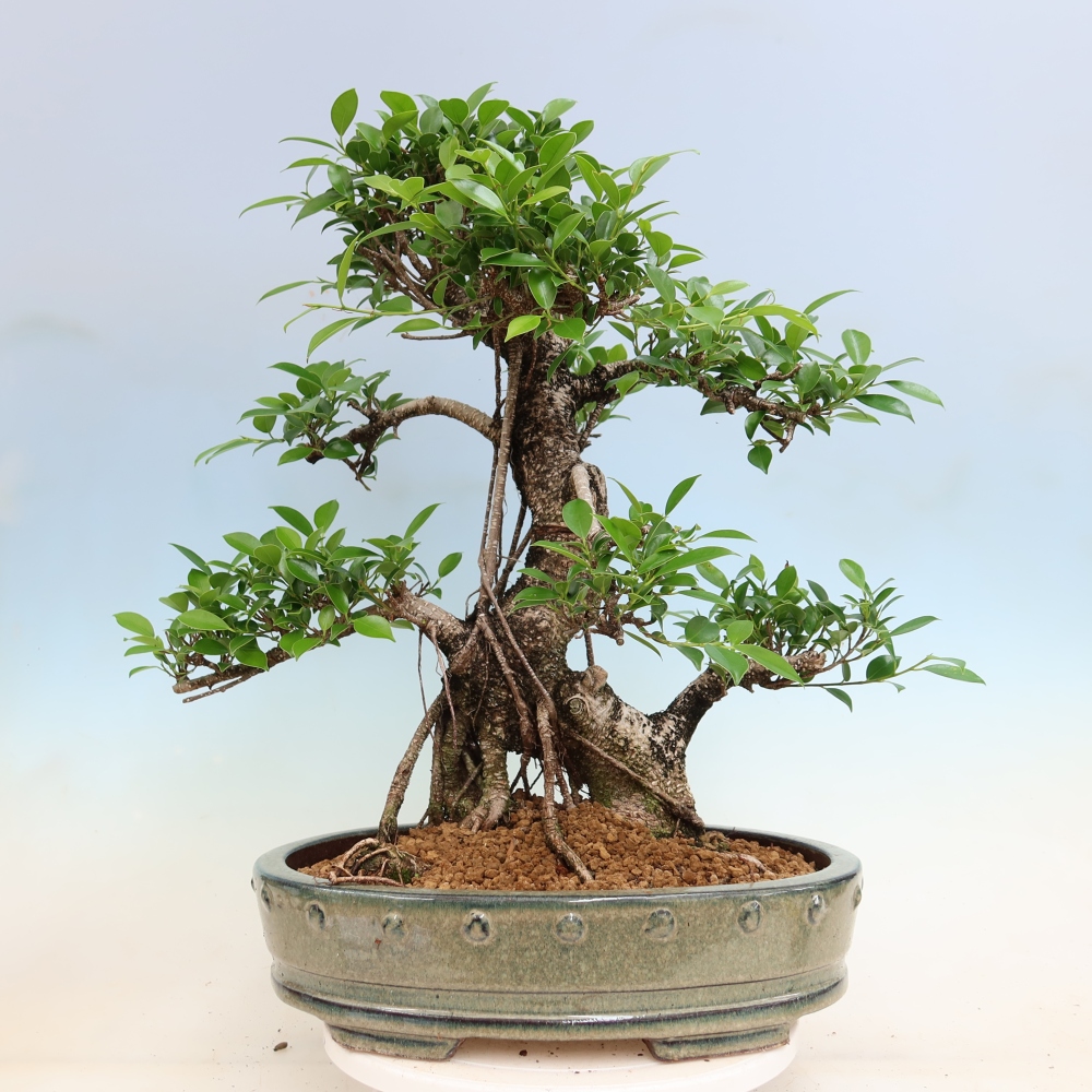 Salle bonsaï - Ficus kimmen - ficus à petites feuilles