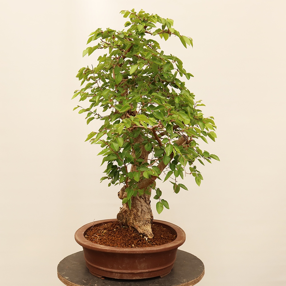Bonsaï d'extérieur -Carpinus Coreana - Charme de Corée