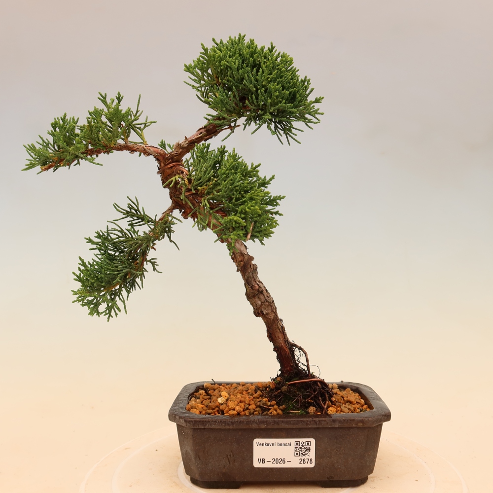 Bonsaï d'extérieur - Juniperus chinensis Kishu