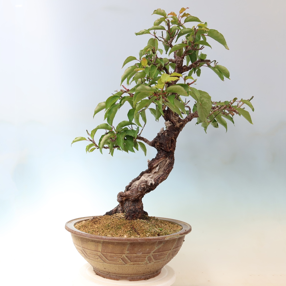 Bonsaï d'extérieur - Abricotier japonais - Prunus Mume
