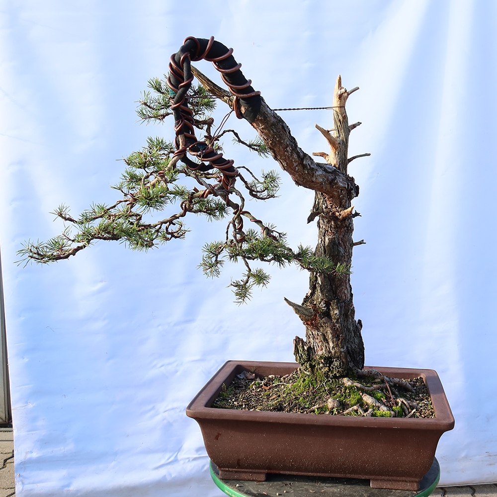 Pinus sylvestris Espagne - pin sylvestre