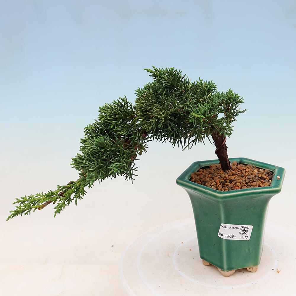 Bonsaï d'extérieur - Juniperus chinensis Kishu