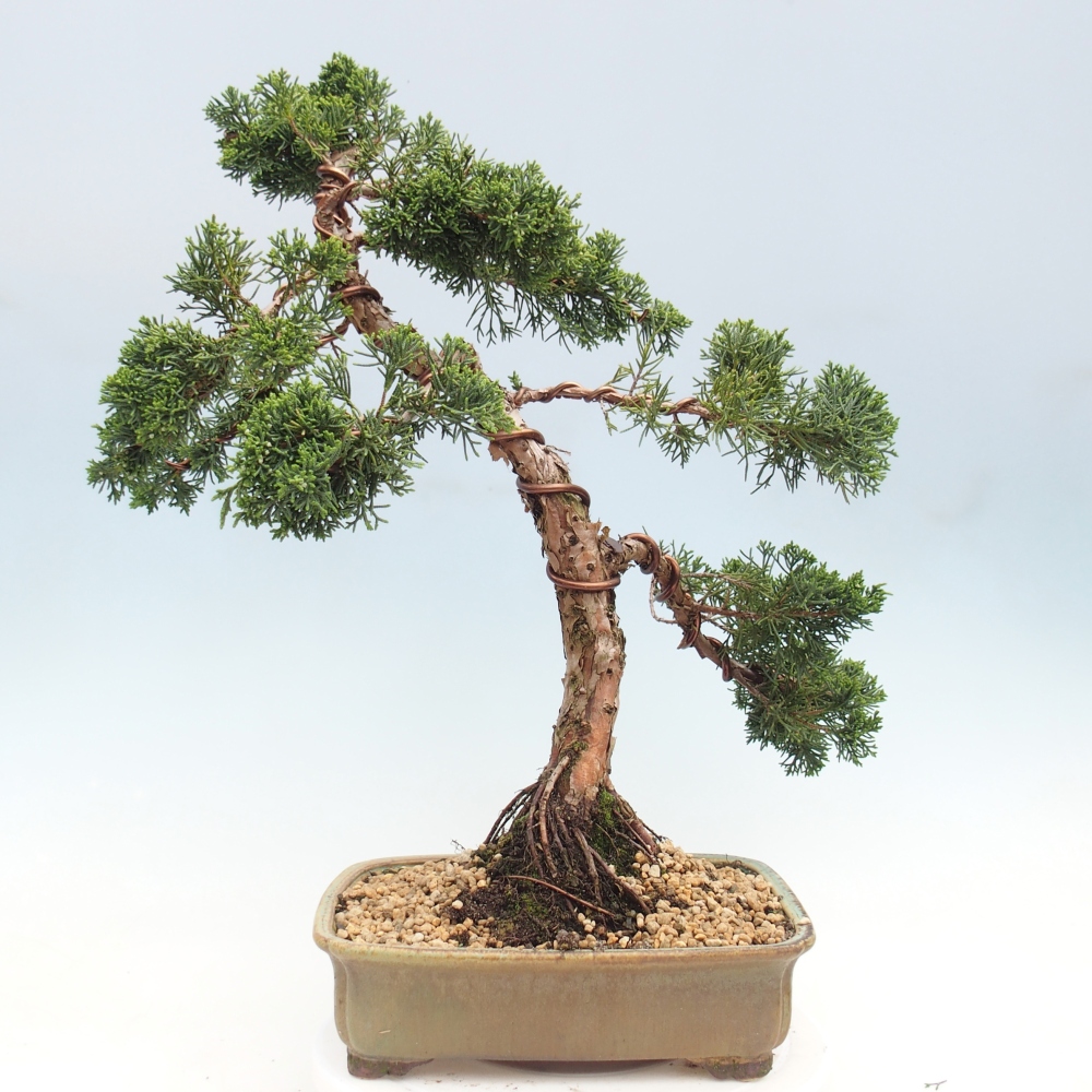 Bonsaï d'extérieur - Juniperus chinensis Kishu
