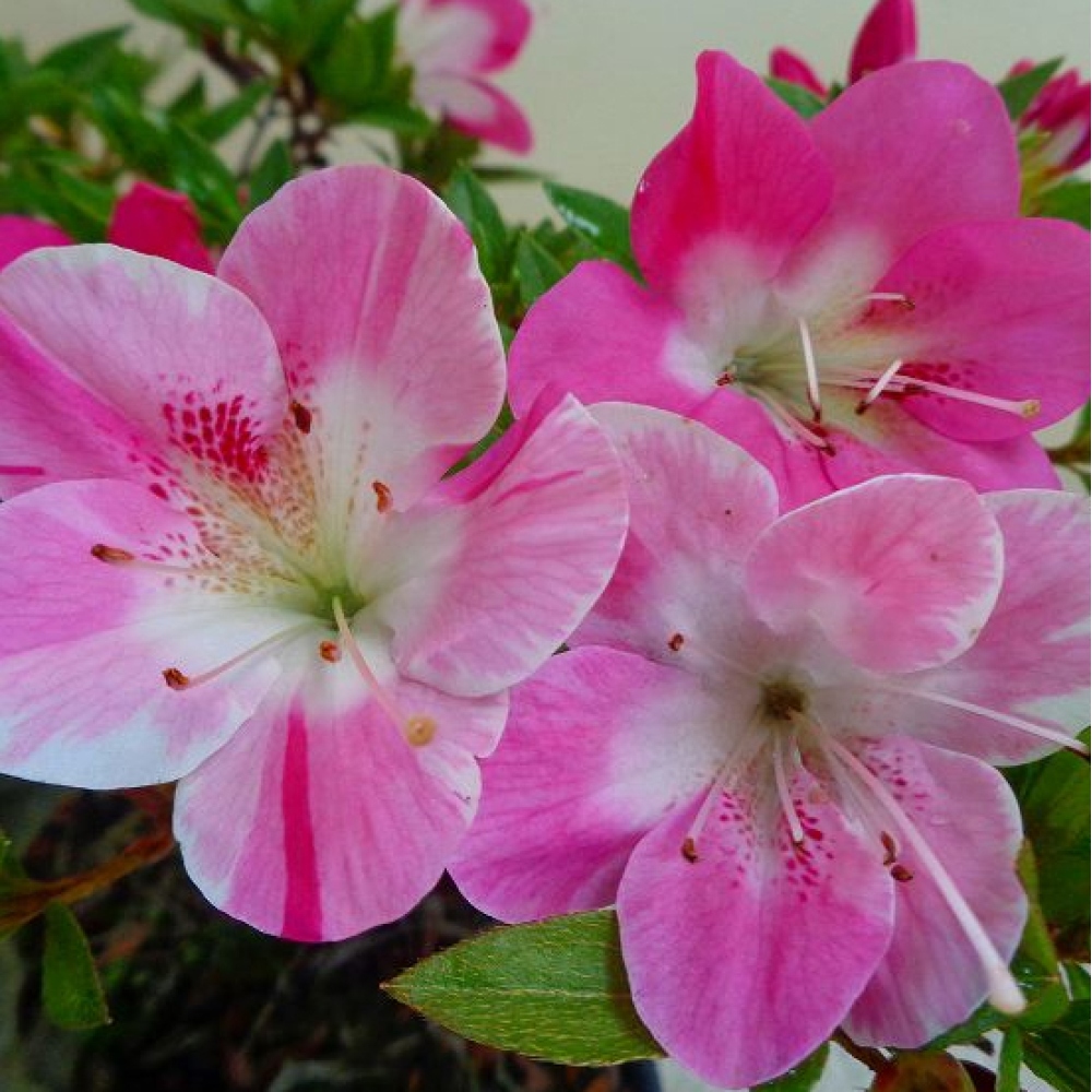 Bonsaï d'extérieur - Azalée japonaise - Azalea Reiko