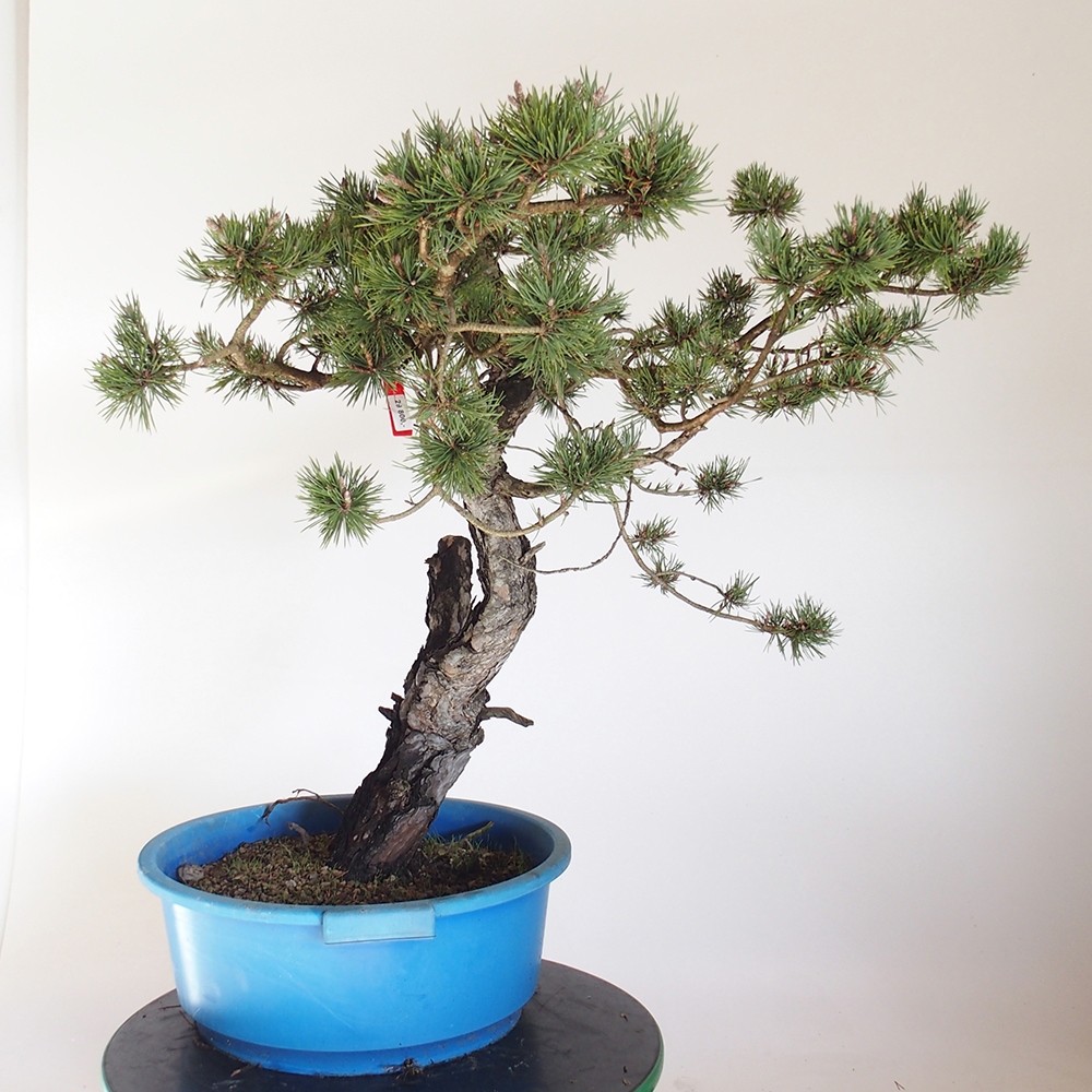 Yamadori - Pinus sylvestris Espagne