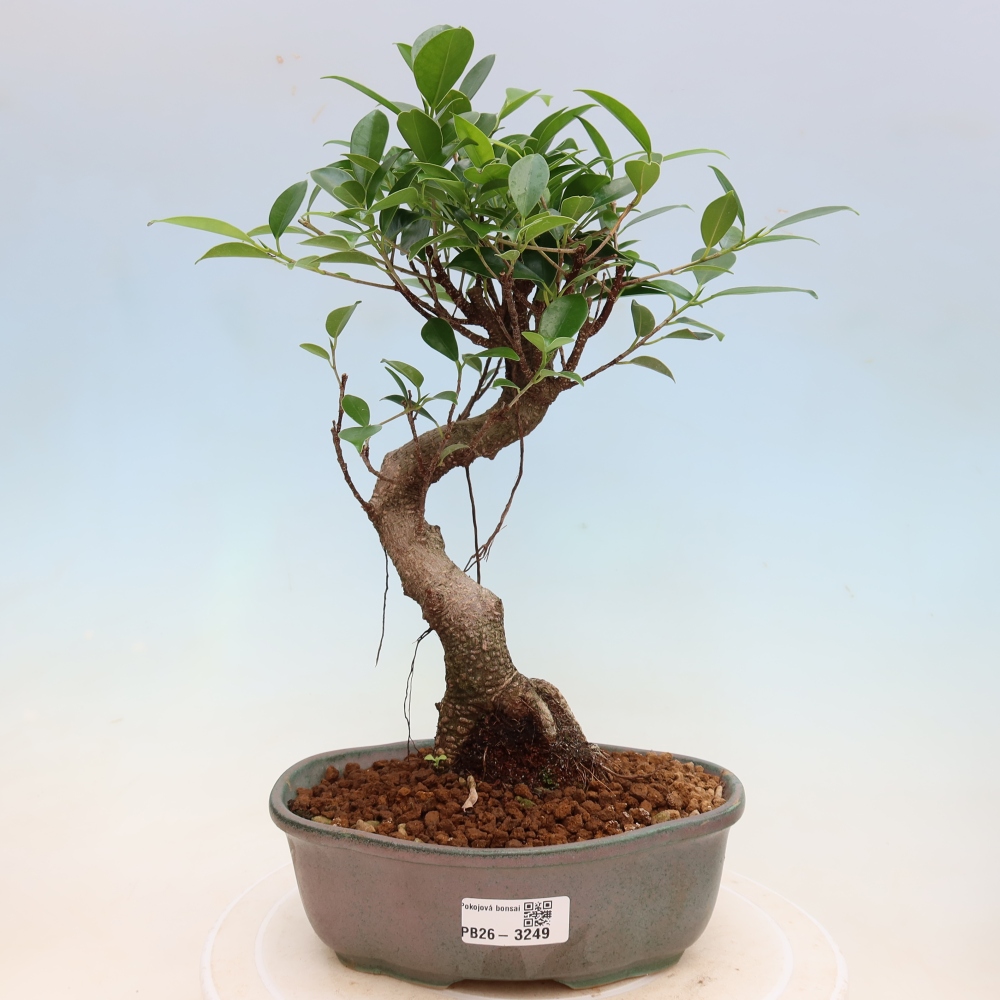 Salle bonsaï - Ficus kimmen - ficus à petites feuilles