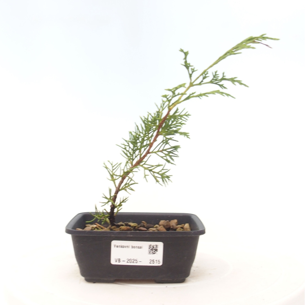 Bonsaï d'extérieur - Juniperus chinensis Itoigawa