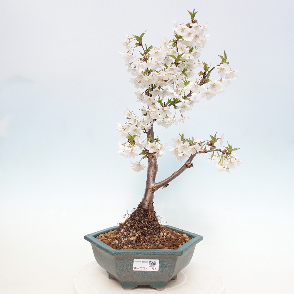 Bonsaï d'extérieur - Prunus incisa Kojou-no mai-Plivon découpé
