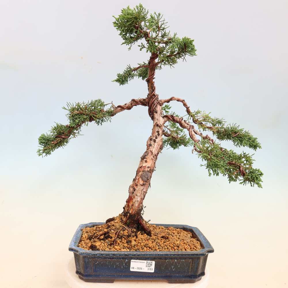 Bonsaï d'extérieur - Juniperus chinensis Kishu