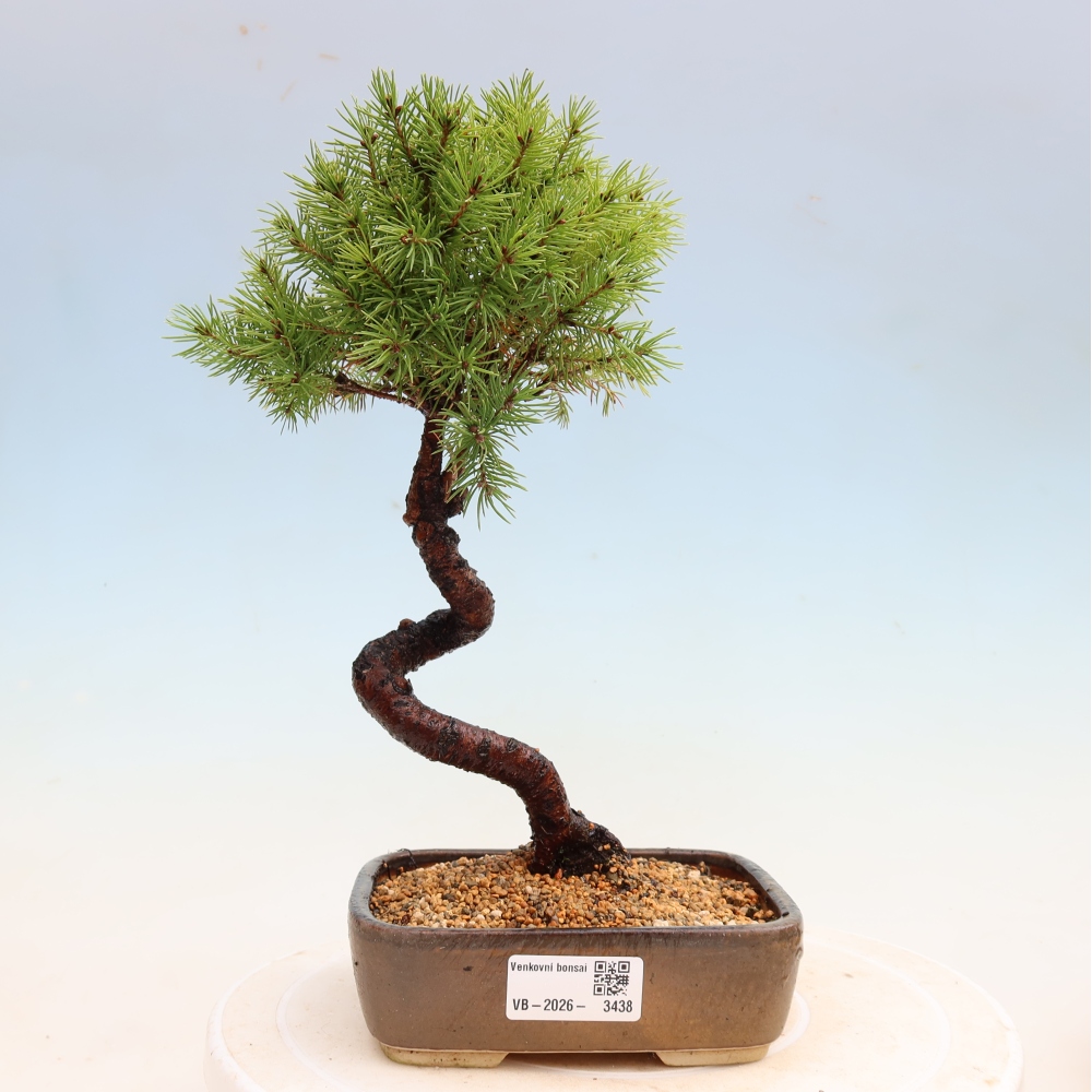 Bonsaï d'extérieur - Épicéa glauque - Picea glauca globe