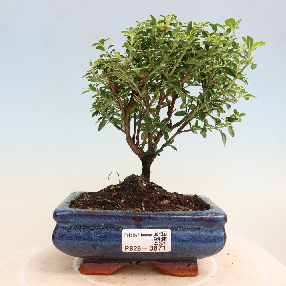 Salle bonsaï - Serissa foetida Variegata - Arbre aux mille étoiles