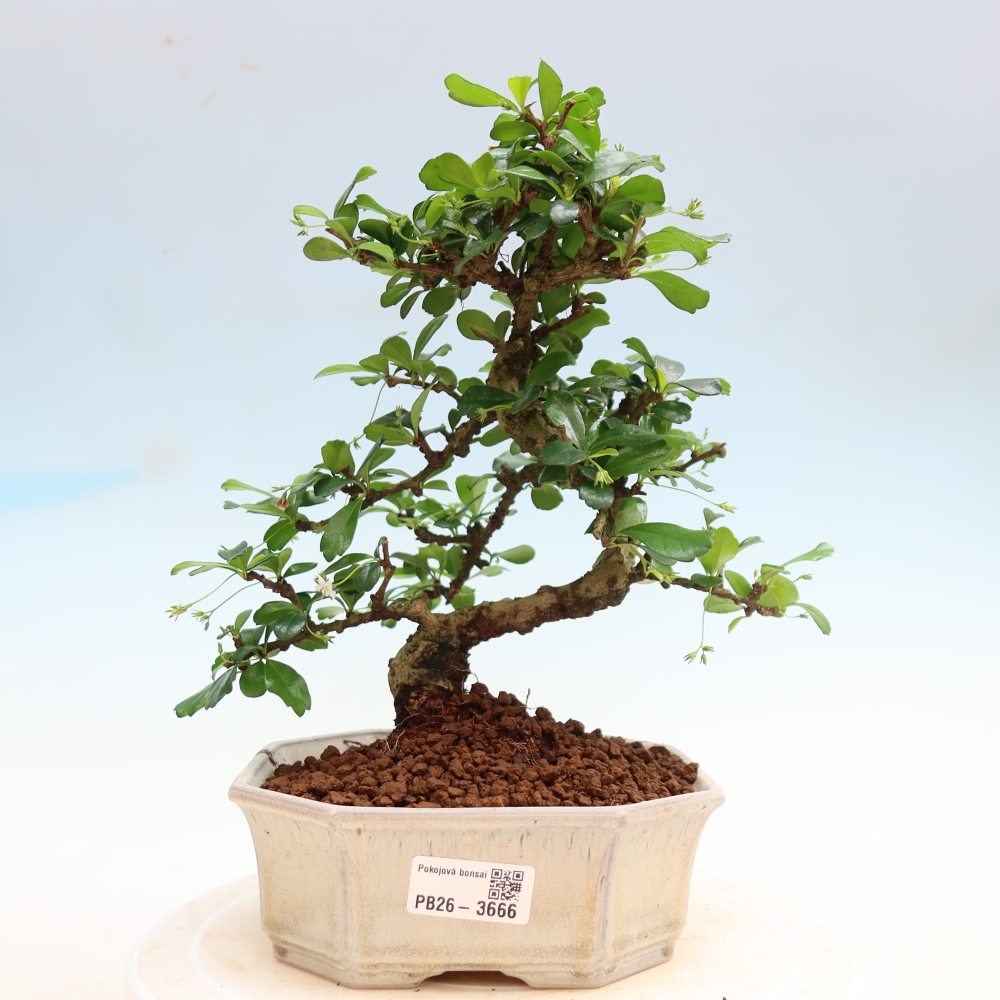Bonsaï de chambre - Carmona macrophylla - Tea fuki