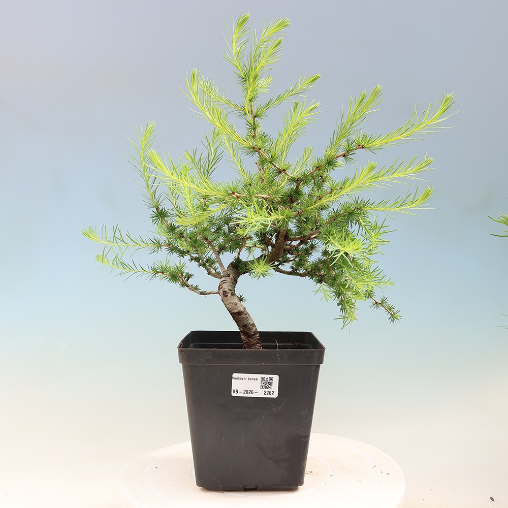 Bonsaï d'extérieur -Larix decidua - Mélèze