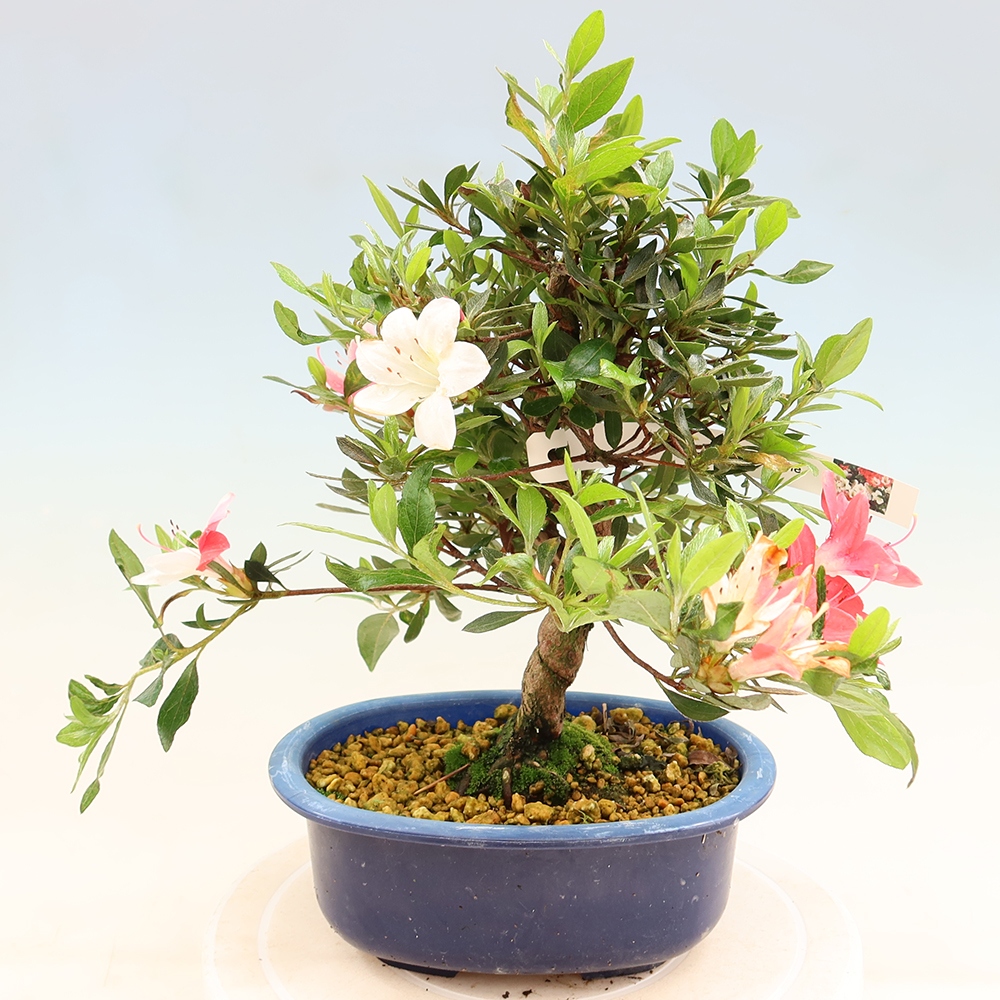 Bonsaï d'extérieur - Azalée japonaise - Azalea Senhime