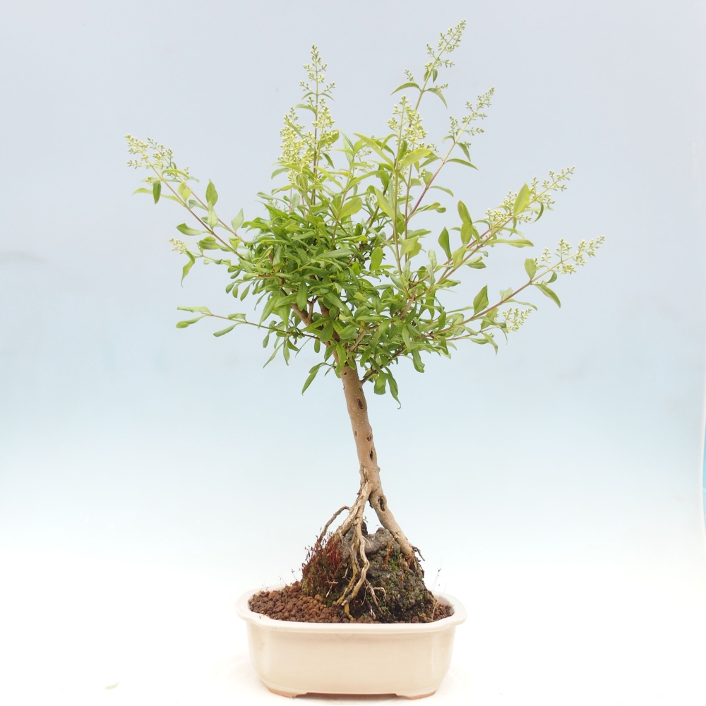 Bonsaï d'extérieur - Ligustrum - Bec d'oiseau