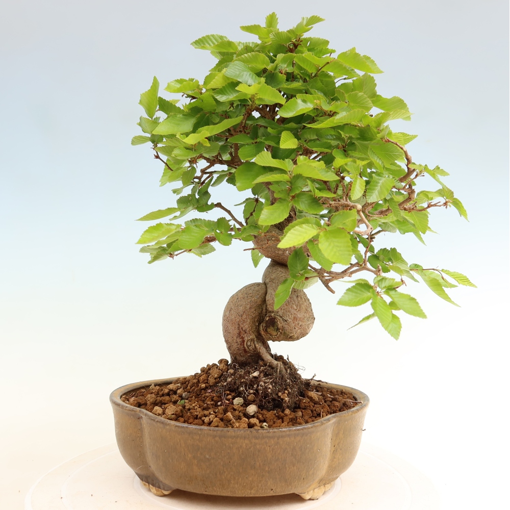 Bonsaï d'extérieur -Carpinus Coreana - Charme de Corée