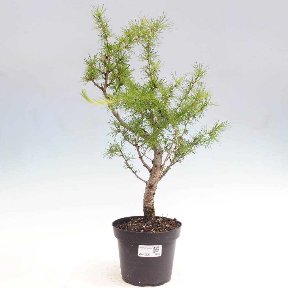 Bonsaï d'extérieur -Larix decidua - Mélèze