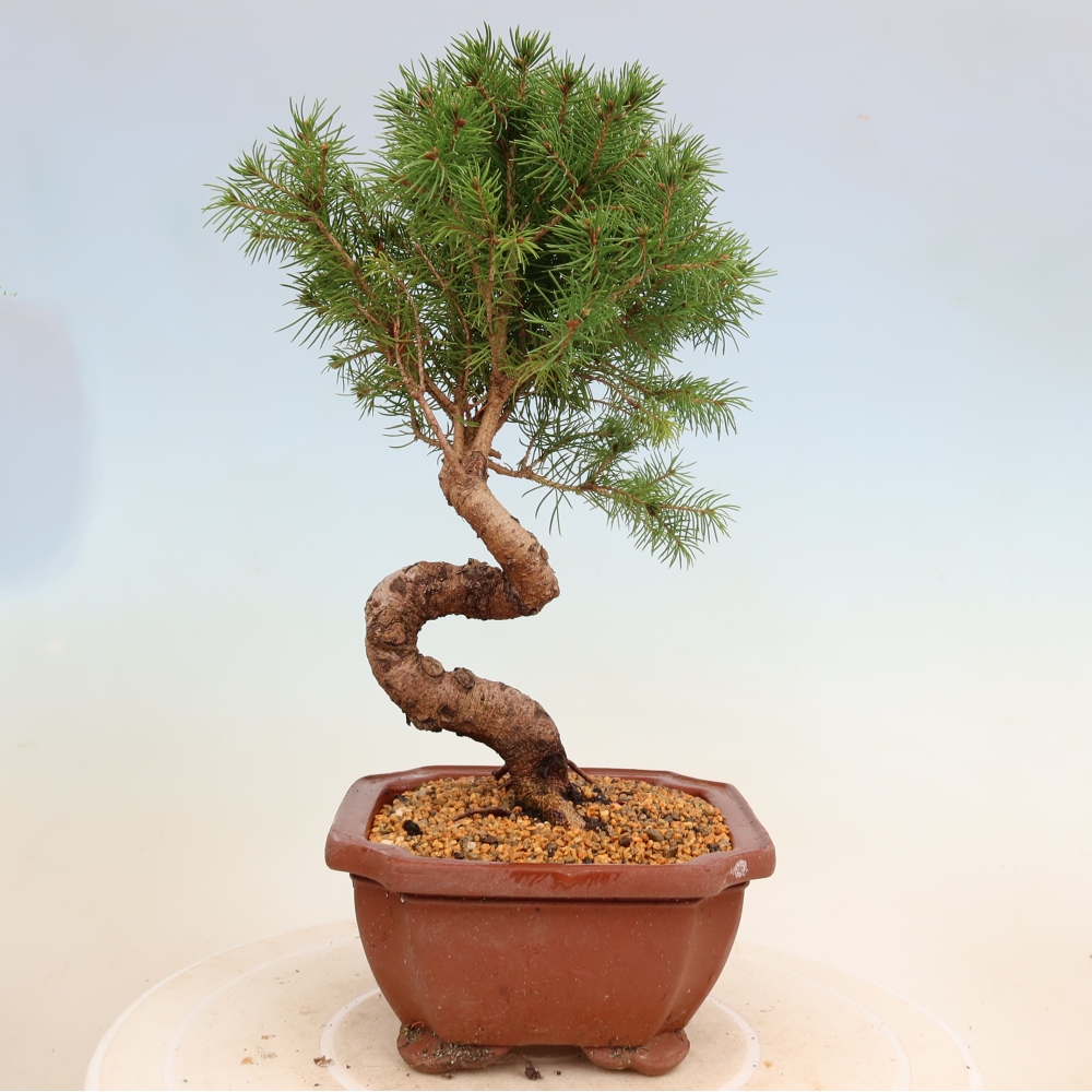 Bonsaï d'extérieur - Épicéa - Picea glauca globe