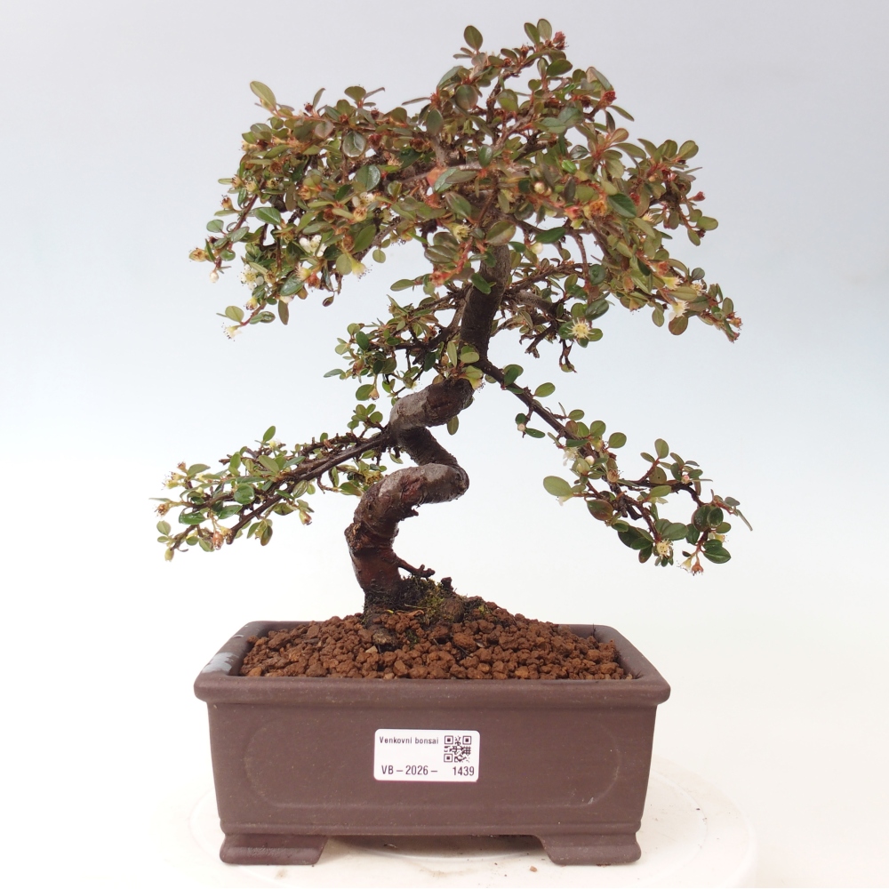 Bonsaï d'extérieur-Cotoneaster dammeri - Damer's Rock