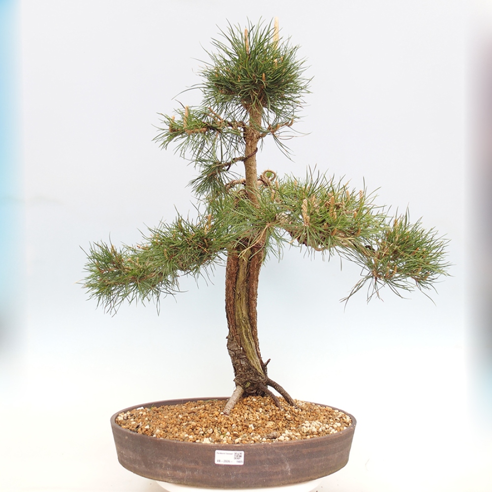 Bonsaï d'extérieur - Pinus thunbergii - Pin de Thunberg