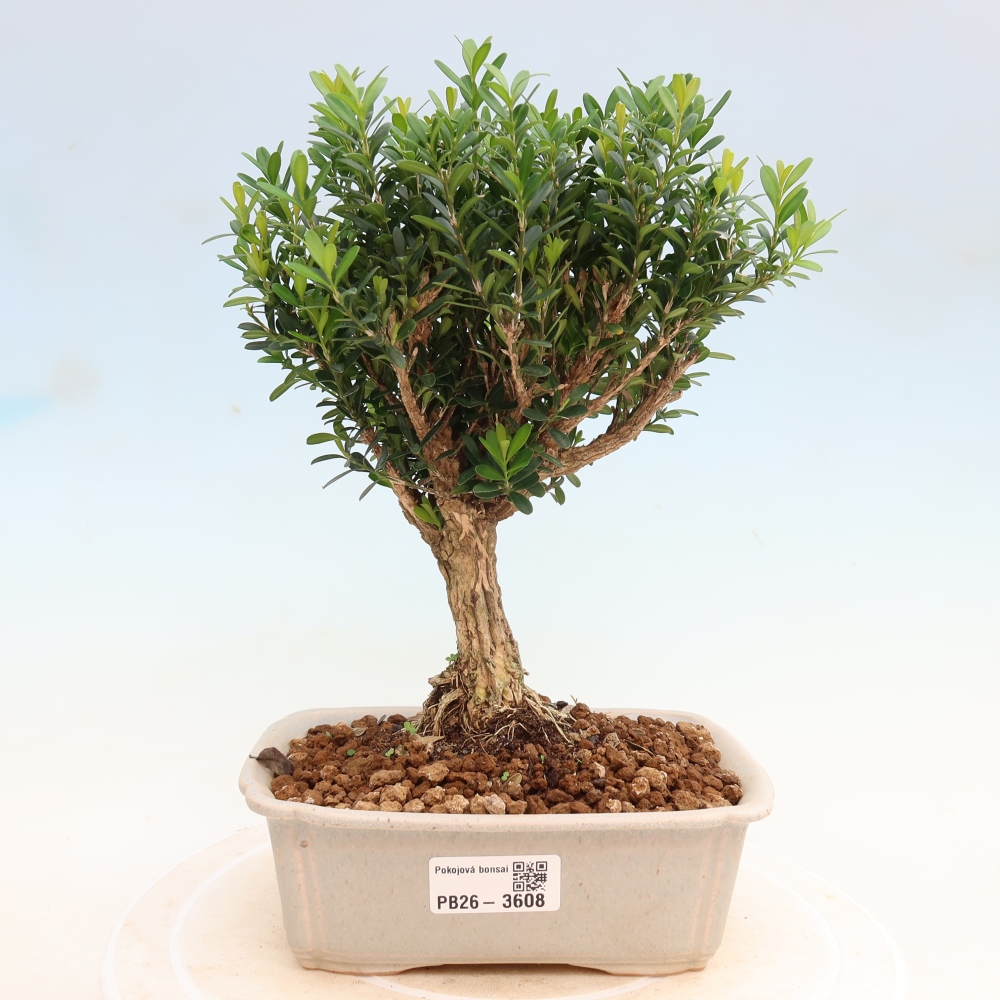 Bonsaï de chambre - Buxus harlandii - buxus liège