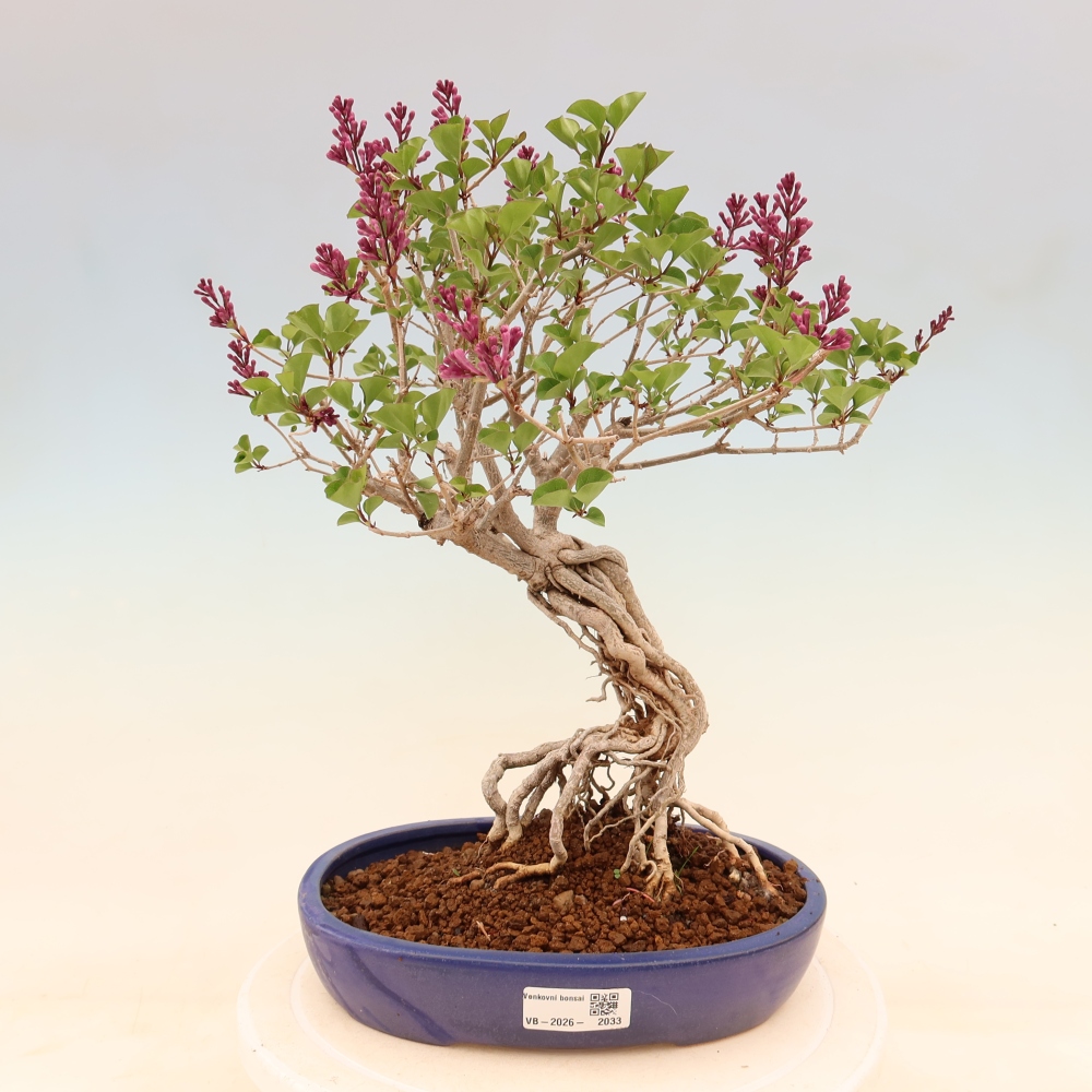 Bonsaï d'extérieur - Syringa microphylla - lilas à petites fleurs