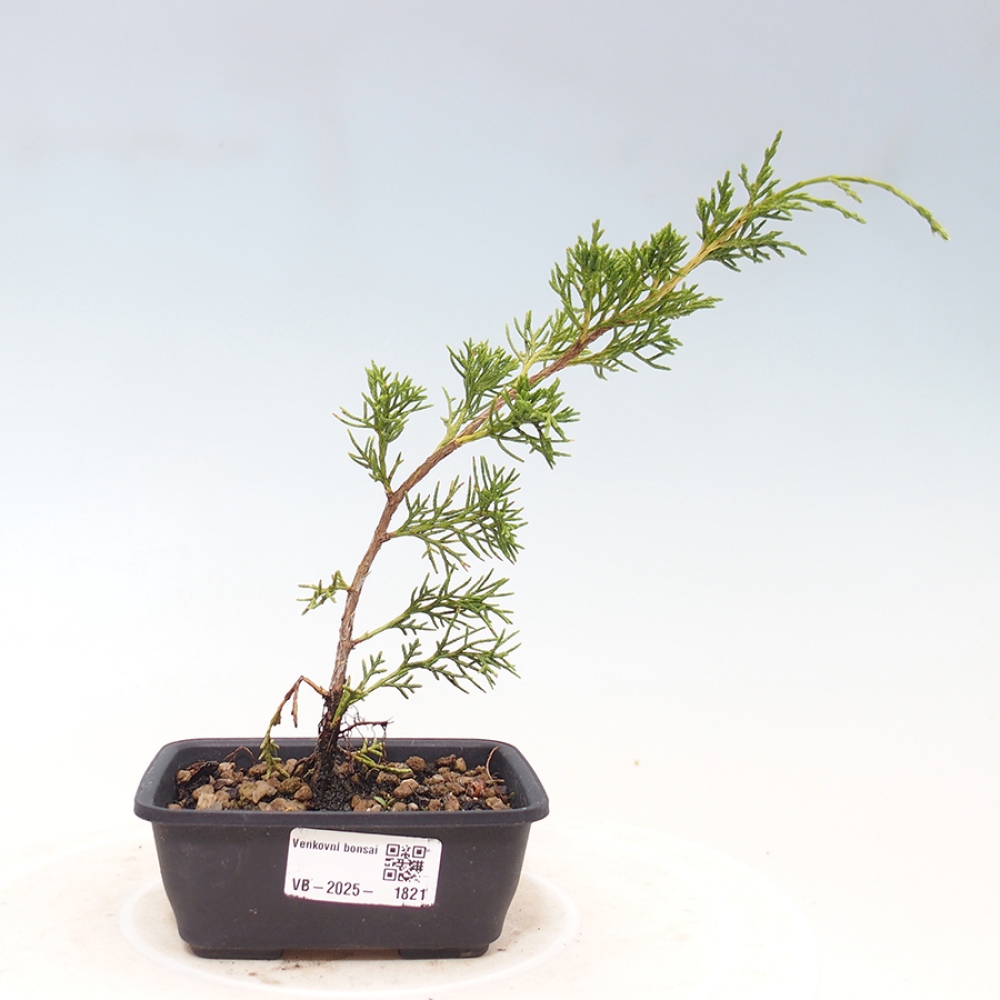 Bonsaï d'extérieur - Juniperus chinensis Itoigawa