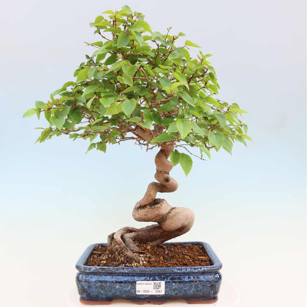 Bonsaï d'extérieur -Carpinus Coreana - Charme de Corée