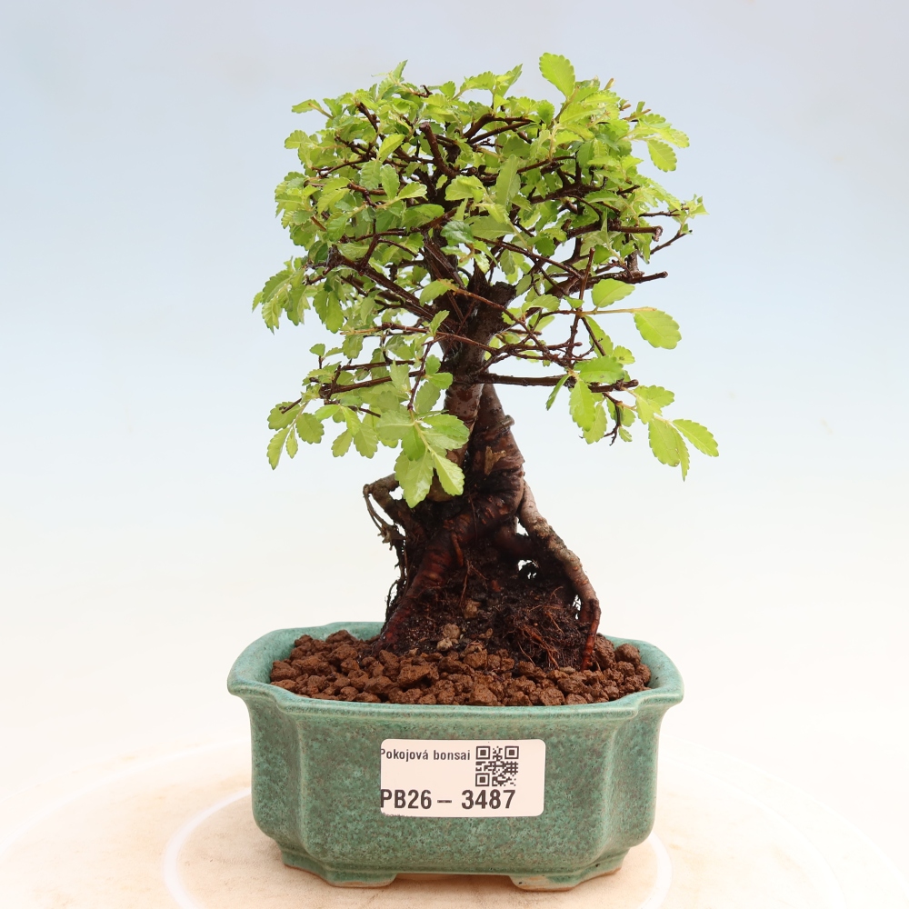 Bonsaï de chambre - Ulmus parvifolia - Orme à petites feuilles