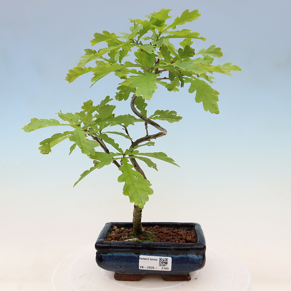 Bonsaï d'extérieur - Quercus robur - Chêne pédonculé
