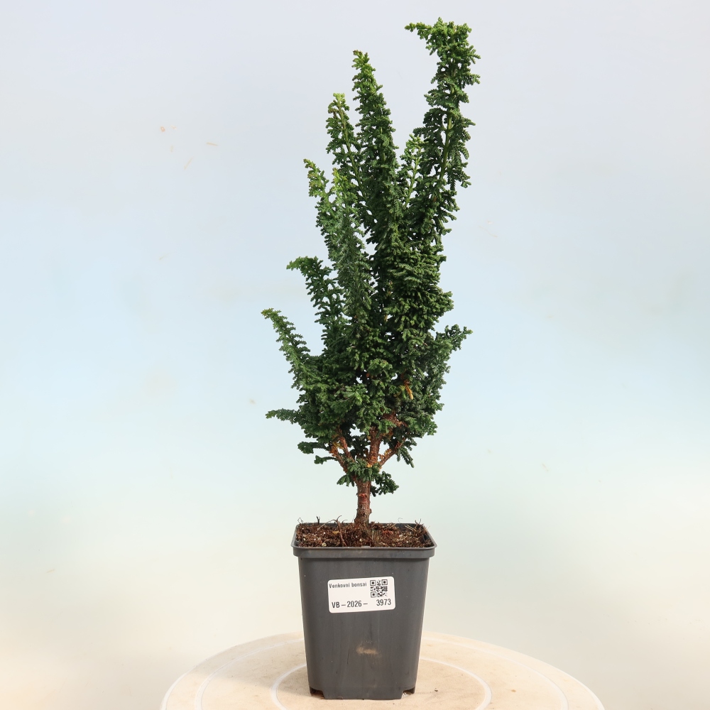 Bonsaï d'extérieur - Cham. obtusa SEKKA HINOKI - Cyprès