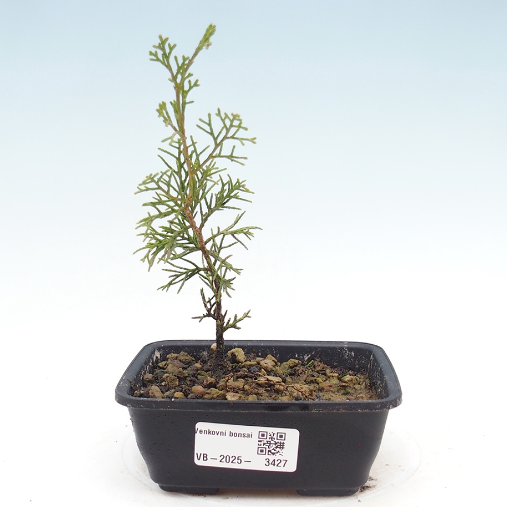 Bonsaï d'extérieur - Juniperus chinensis Itoigawa