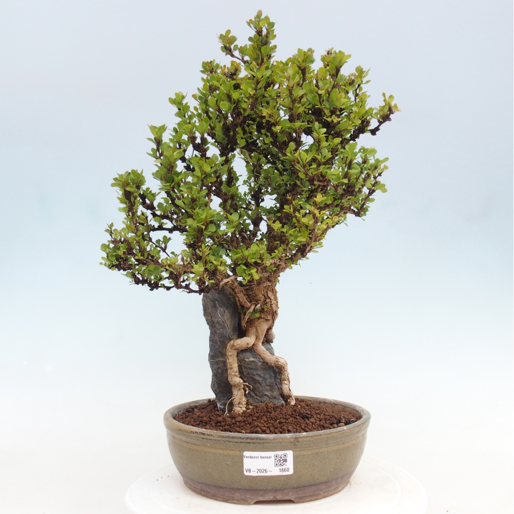 Bonsaï d'extérieur - Berberis coreana