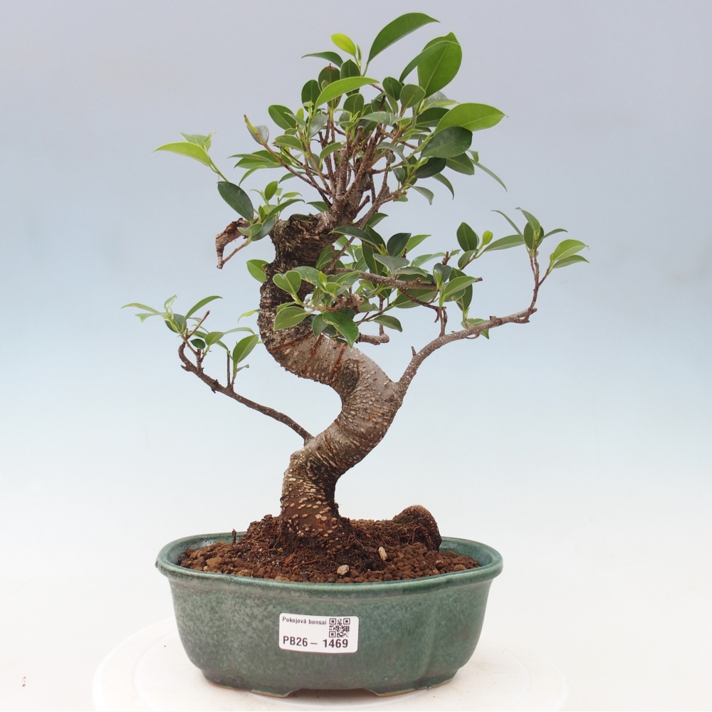 Salle bonsaï - Ficus retusa - ficus à petites feuilles