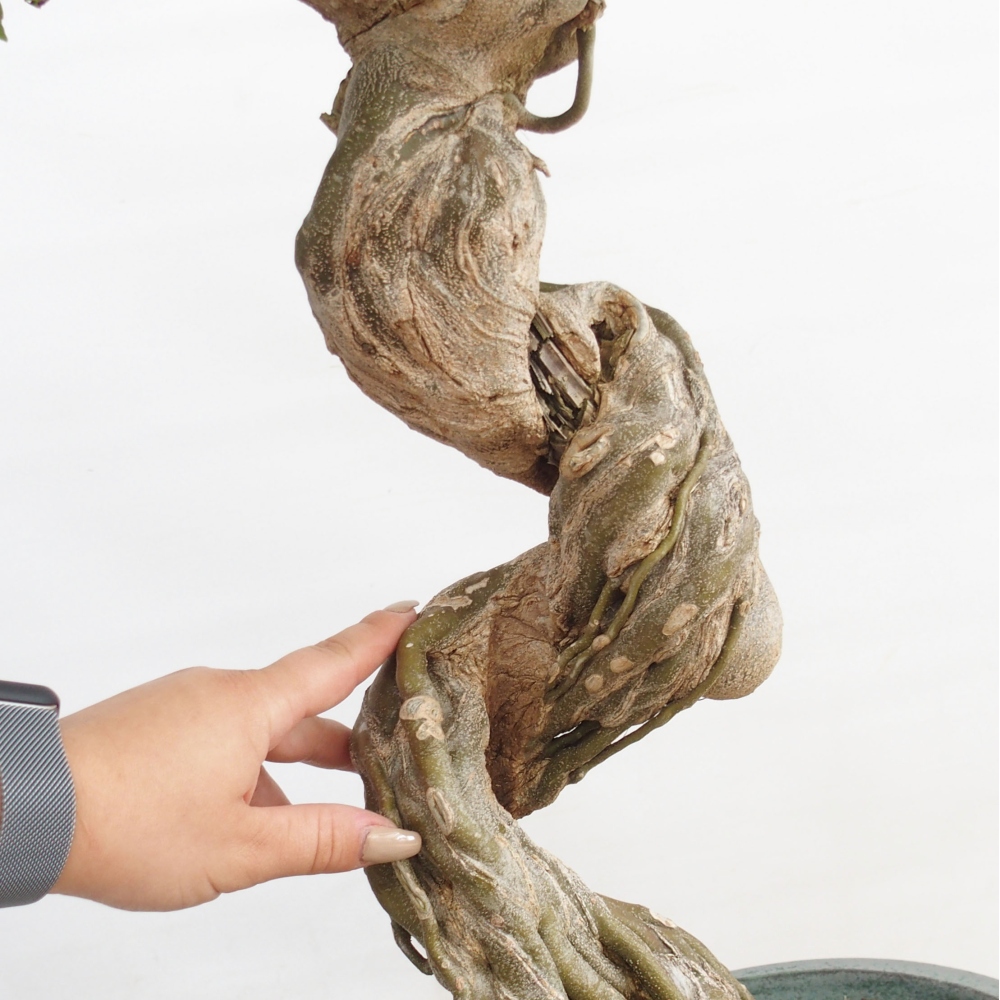 Bonsaï d'extérieur - Acer Buergerianum - Burger Maple