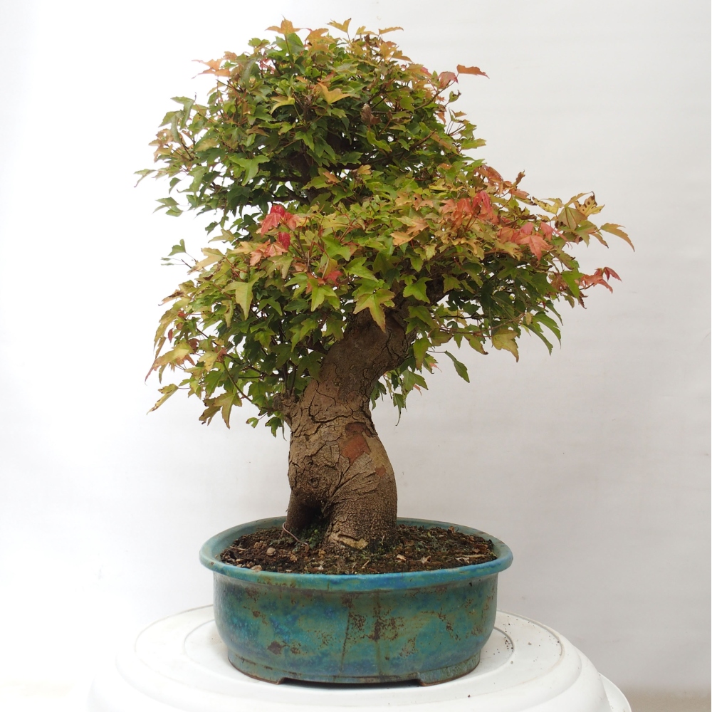 Bonsaï d'extérieur - Acer Buergerianum - Burger Maple