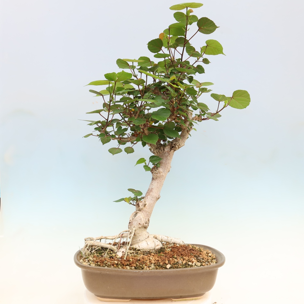 Bonsaï d'intérieur - Hibiscus tiliaceus - Hibiscus de mer