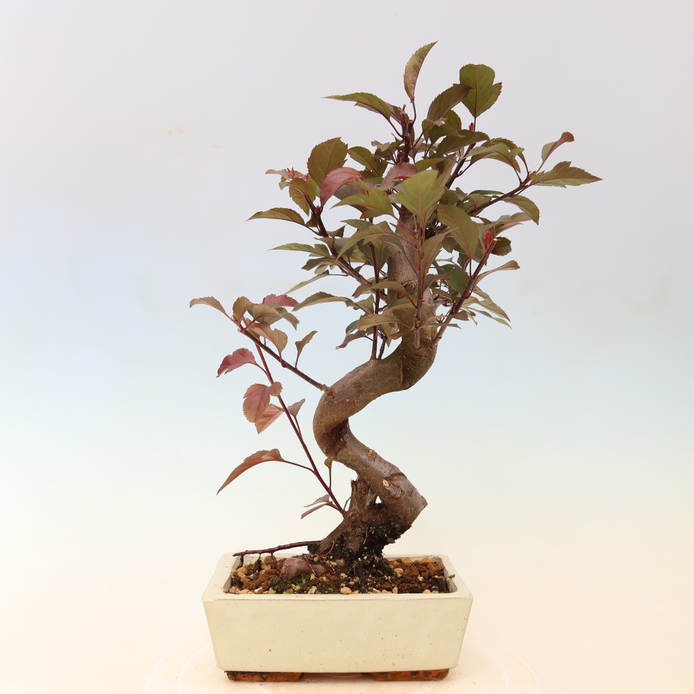 Bonsaï d'extérieur -Malus domestica - Pommier à petits fruits et à feuilles rouges
