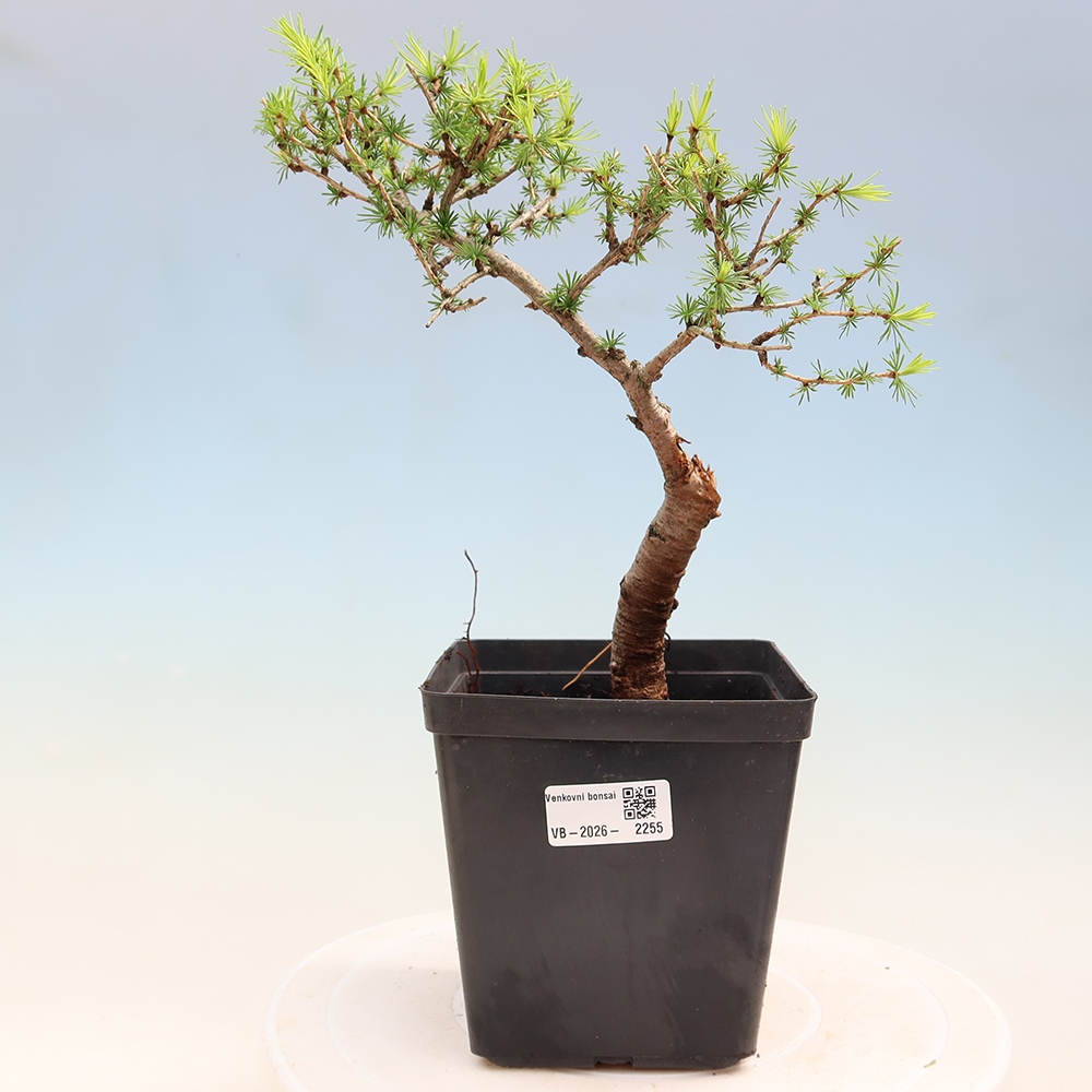 Bonsaï d'extérieur -Larix decidua - Mélèze