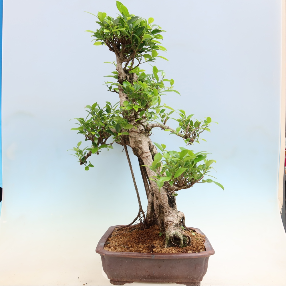 Salle bonsaï - Ficus kimmen - ficus à petites feuilles